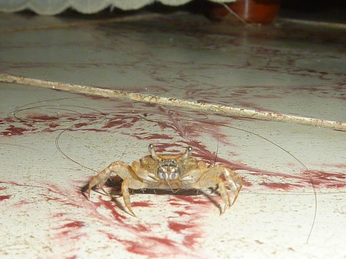 unidentified crab