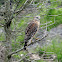 Red-shouldered hawk