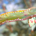 Eucalyptus leaf margin lerps