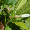 Assassin bug - Pós-Ecdise