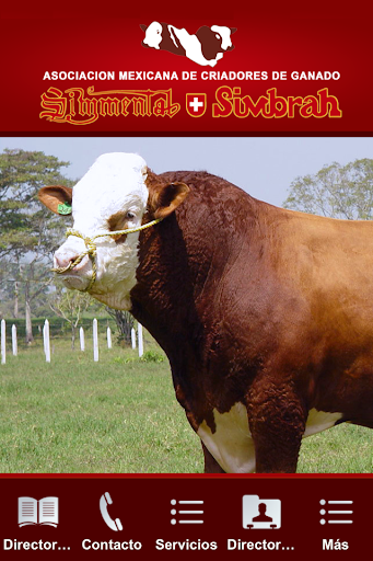 Simmental Simbrah México