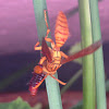 Macau Wasp eating Polytela gloriosae larva