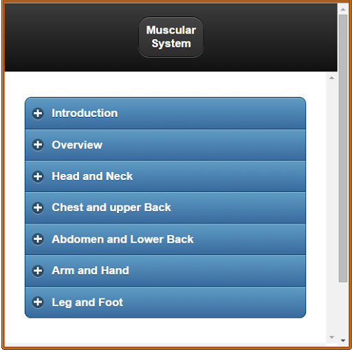 Muscular System Anatomy