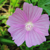 Musk Mallow