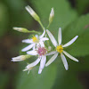 White Wood Aster