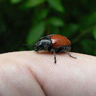 Red beetle