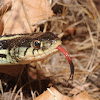 Common gartersnake