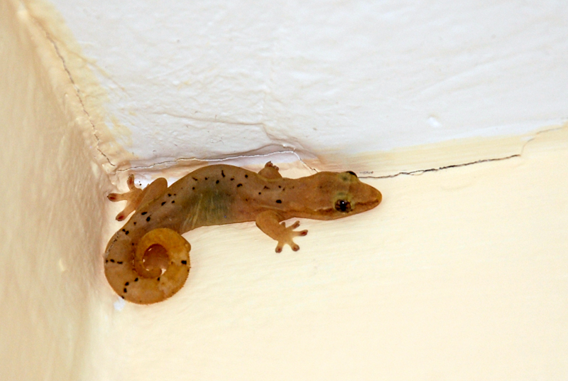 Spotted House Gecko