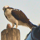 Osprey