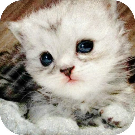 Lovely kittens HD LOGO-APP點子