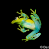 Polka-dot Treefrog