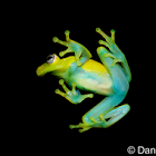 Polka-dot Treefrog