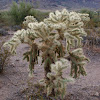 Jumping Cholla