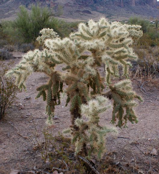 Jumping Cholla Project Noah