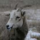 Mountain sheep