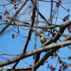 House Sparrow (Male) (non-breeding)