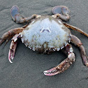Päpaka (Paddle Crab)