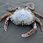 Päpaka (Paddle Crab)