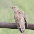 Common Cuckoo