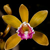 Worm-vine orchid