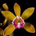 Worm-vine orchid