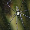 Golden Orb Web Spider / Giant Wood Spider