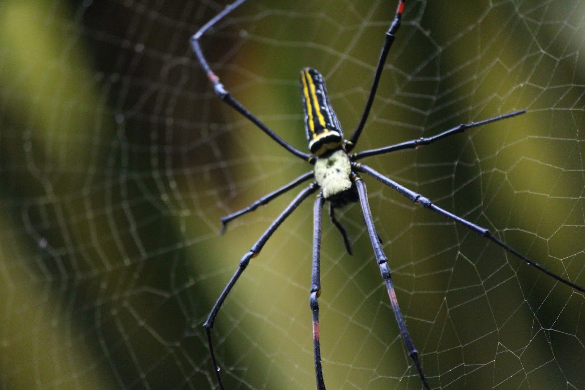 Golden Orb Web Spider / Giant Wood Spider