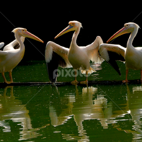 Parental Lesson by Saurav Chakraborty - Animals Birds