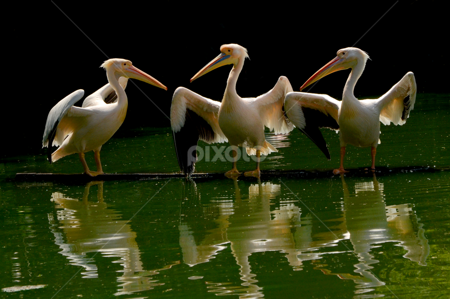 Parental Lesson by Saurav Chakraborty - Animals Birds
