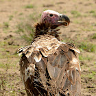 Vulture - Lappet-faced Vulture