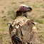 Vulture - Lappet-faced Vulture