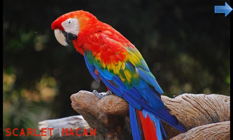The animal world for toddlers Screen 2