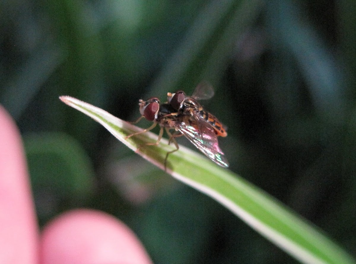 Syrphid Flies, male and female (mating)