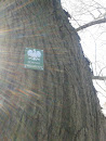 Drzewo W Parku