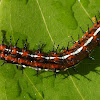 Mexican Fritillary - Caterpillar