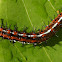 Mexican Fritillary - Caterpillar