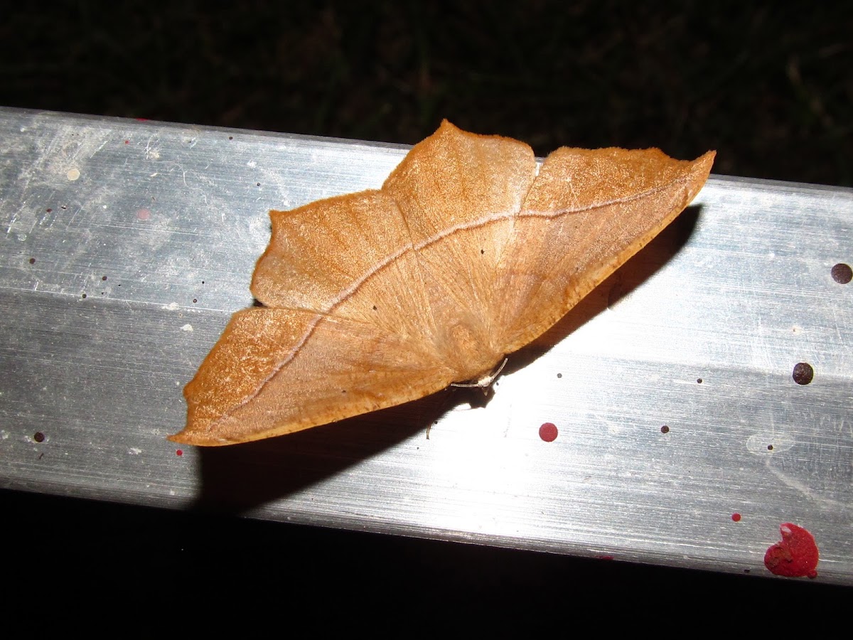 Large Maple Spanworm
