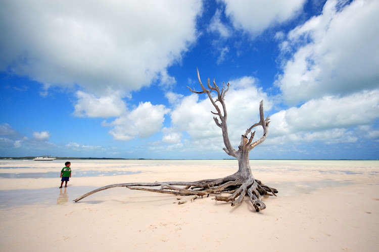 The lone tree at Harbour Island, Eleuthera, Bahamas.
