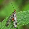 scorpionflies (male)