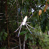 Golden web Spider (Nephila Sp)