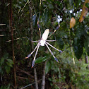 Golden web Spider (Nephila Sp)