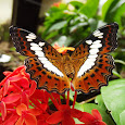 Butterflies of Kerala