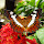Butterflies of Kerala