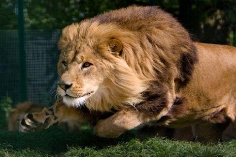 Free Lion Wallpaper APK for Android