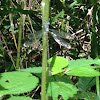 Spreadwing Damselfly