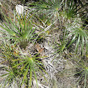 Florida Silver Palm