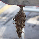 Evergreen Bagworm Cocoon