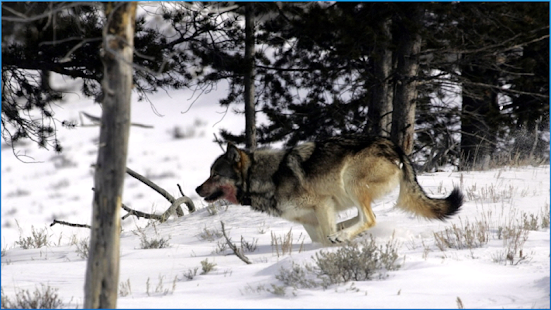 download Stunning Animals Wallpapers free