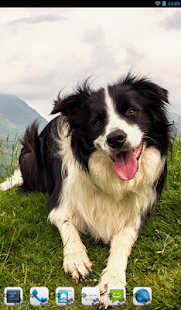 Lastest Border Collie Theme - Nova/ADW APK for Android