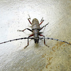 Long Horned Beetle